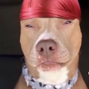 Meet your Posher, Gregory